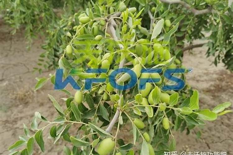 氨基酸叶面肥能直接接触果面吗？