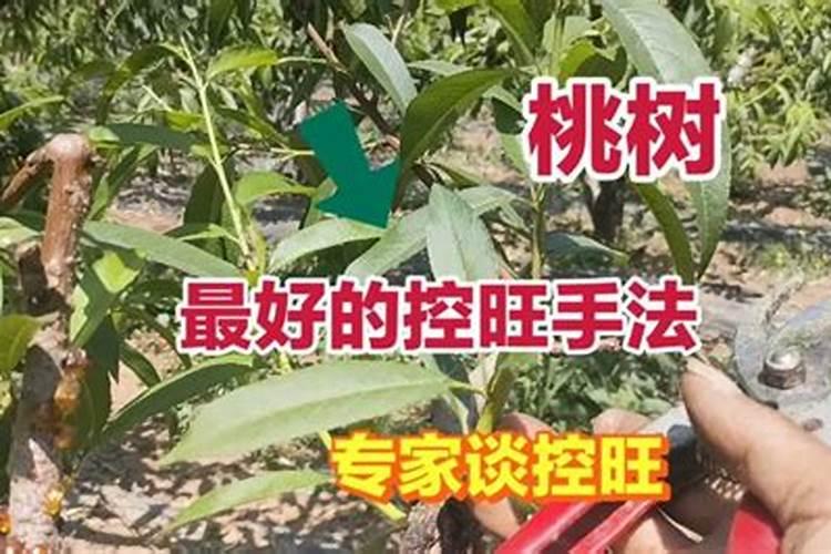 西瓜施肥时间及方法