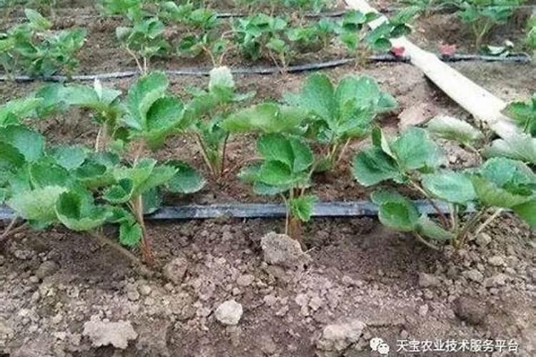 盆栽草莓怎么施肥