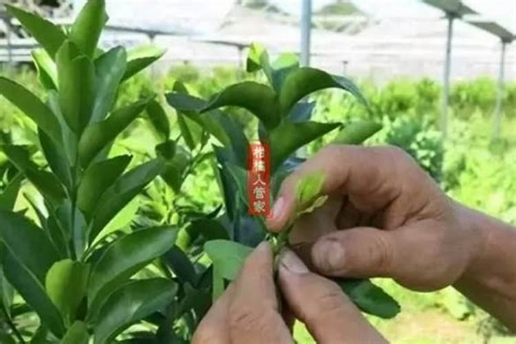 1斤尿素兑水多少斤 把尿素当叶面肥喷施使用如何配制