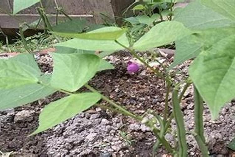 助壮素和除草剂可以间隔两小时后打吗？