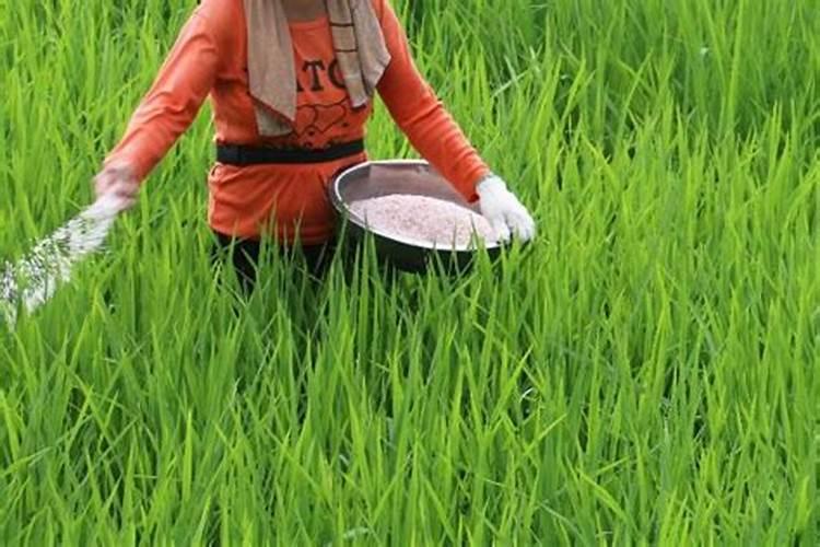 水稻亩用多少复合肥和尿素,返青肥用什么肥料好