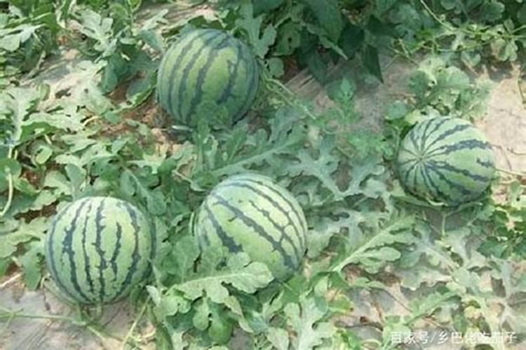 晒豆角干的正确方法详细制作步骤