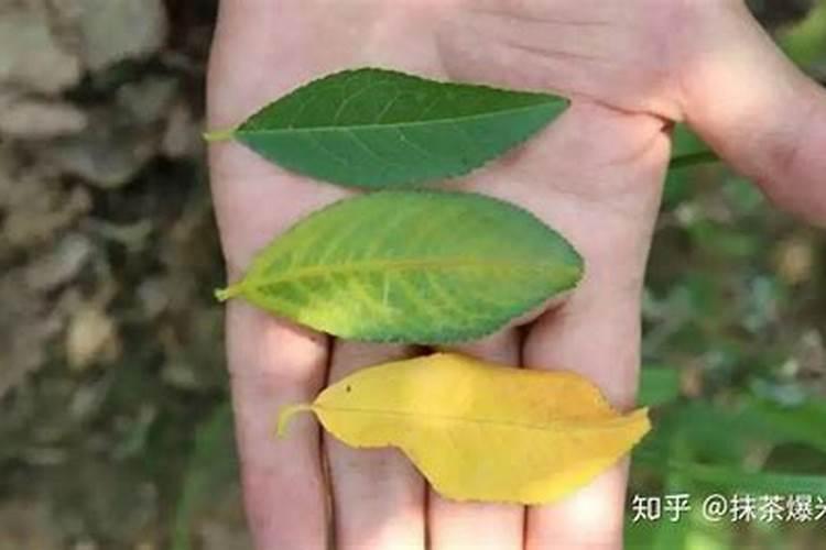 什么可以当做养花的肥料;养花的氮肥有哪些