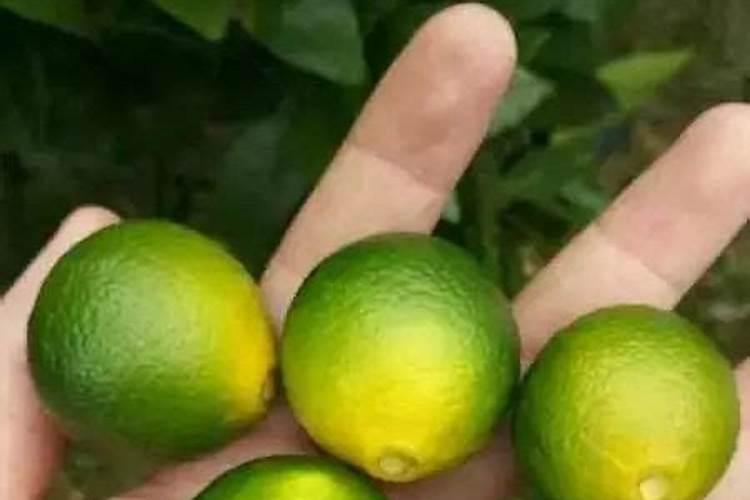 葡萄沾花做果用的什么药