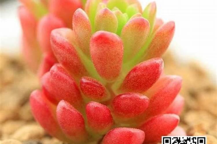 多菌灵能杀死红蜘蛛吗 效果好不好