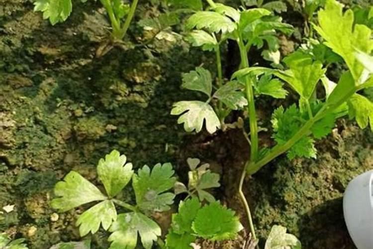 求助液相色谱分离除虫脲和灭幼脲