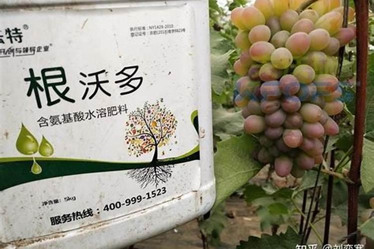 桔子树用什么肥料最好
