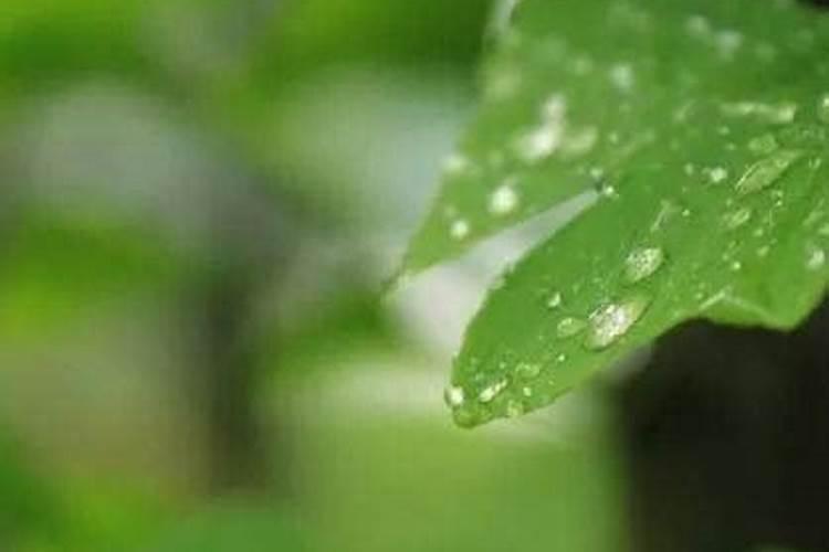 怎么种西瓜 从长苗到瓜熟都施什么肥料 有什么注意的事项 小白第一次种...