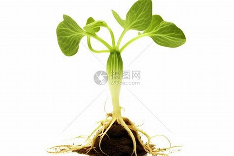 春天给果树施肥有什么注意事项吗