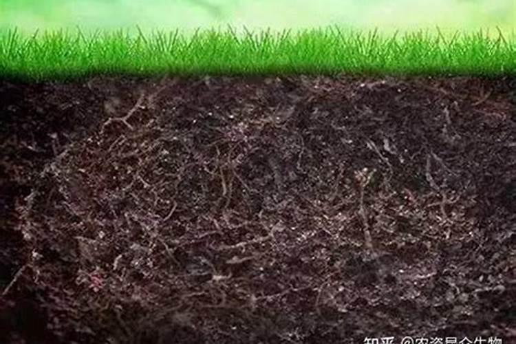 红美人柑橘幼树开沟施了有机肥后第二天追施矿源黄腐酸钾可以吗？