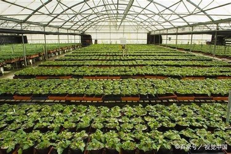 三七栽培和管理技术