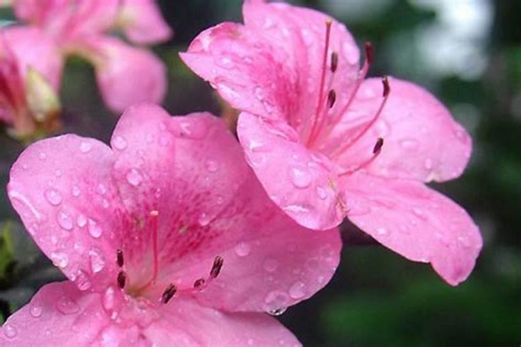 杜鹃花叶面施肥磷酸二氢钾多长时间施一次