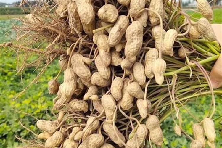 辣椒什么时候喷磷酸二氢钾 辣椒苗小怎么办