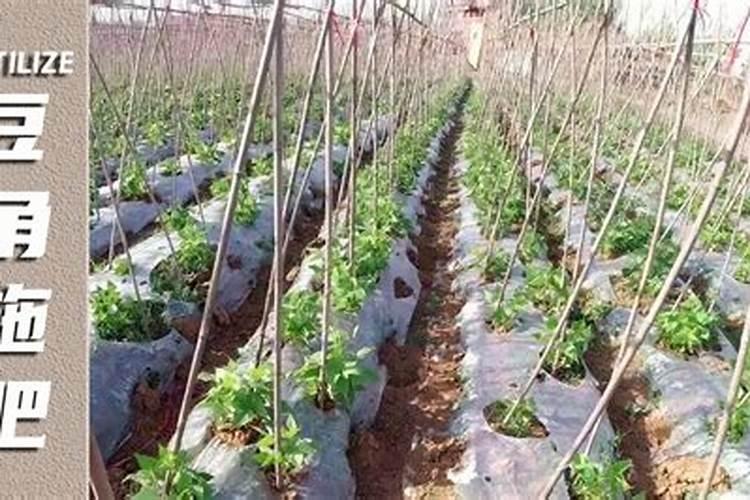 豆角开花了需要追肥吗(长豆角开始结果中施什么化肥)