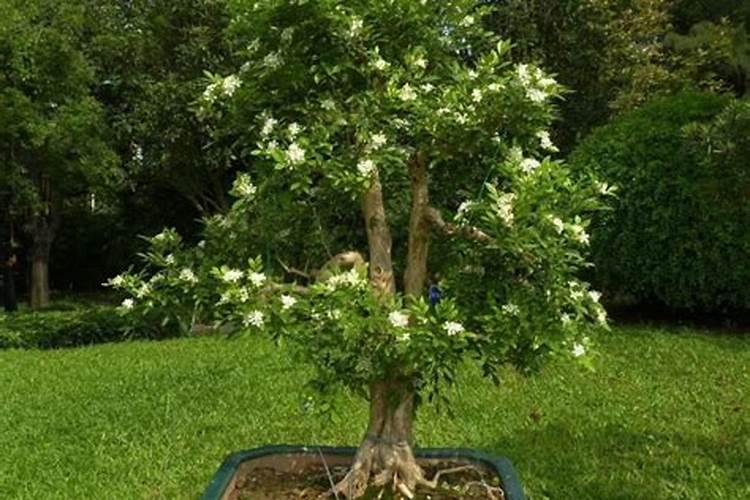 三月刚栽种的海棠花适合喷营养液吗？