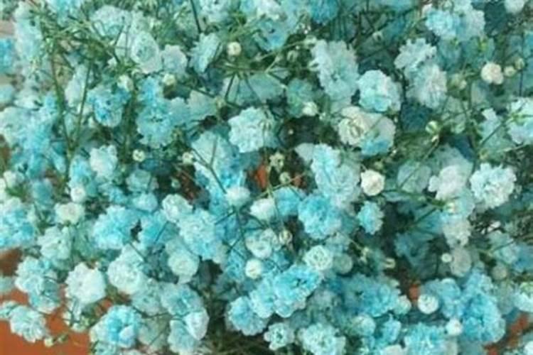 茄子盛产期施什么肥可增产？