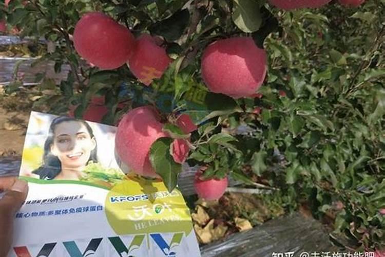 玛菲的营养成分指标是什么