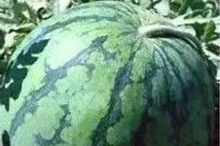 氮肥跟复合肥一样吗