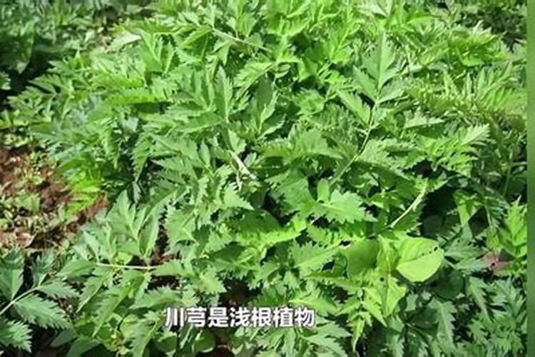 种植过川芎的料能种花吗？
