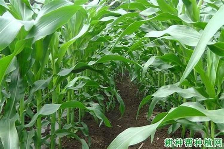 钙肥的作用及施用方法