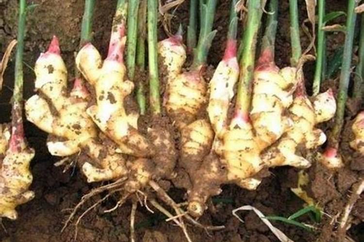 种生姜用什肥料做追肥好