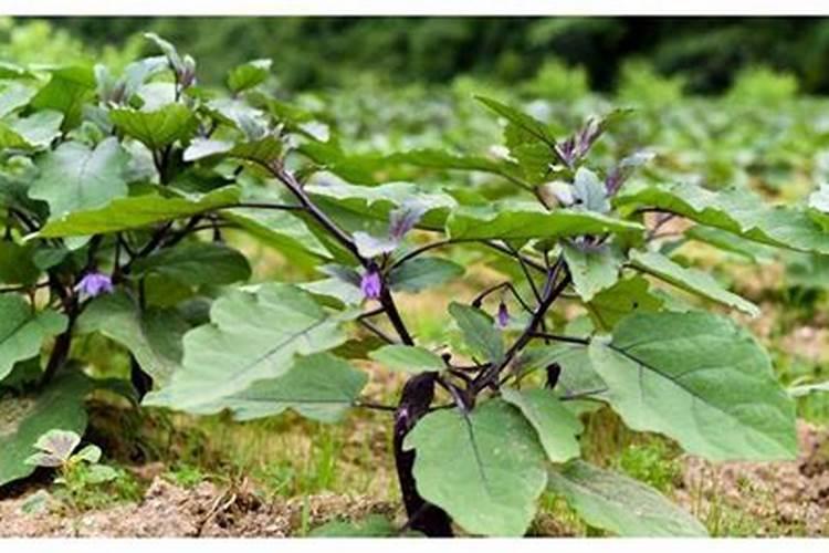 茄子增产小技巧:整枝摘叶和补光!茄子增产种植管理技术