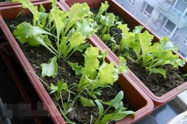 生菜叶片增厚用什么叶面肥