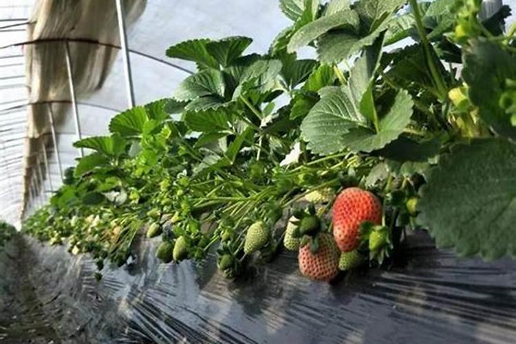 油菜小苗可以用尿素叶面喷洒花卉百科