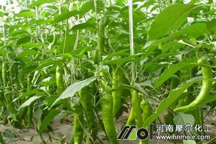 叶面肥能代替追肥吗