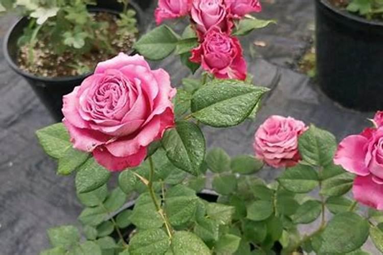 花草一般什么时候施肥