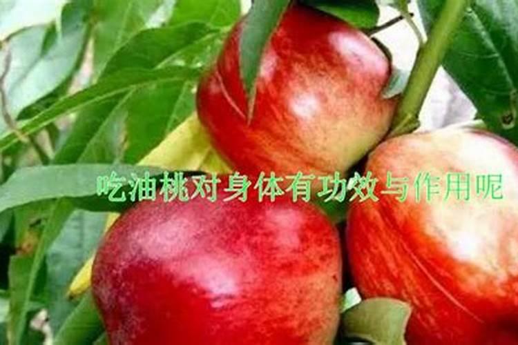 火龙果用什么肥料