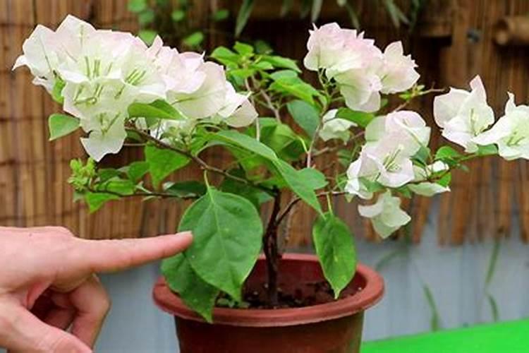 三角梅不开花时用什么肥料