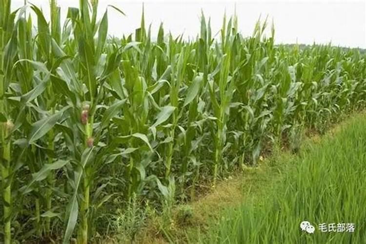 钙镁磷肥怎样用效果好 钙镁磷肥使用注意事项有哪些