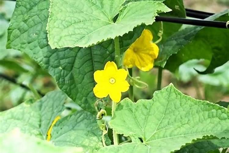 黄瓜开花坐果期施肥用什么能增收