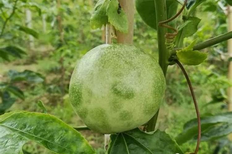 玉米叶面肥的最佳配方