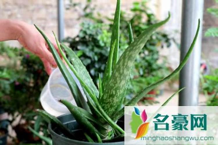 飘香藤用什么肥料最好