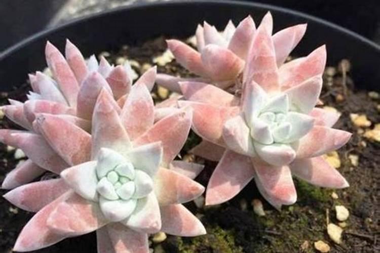 北方如何养茶花