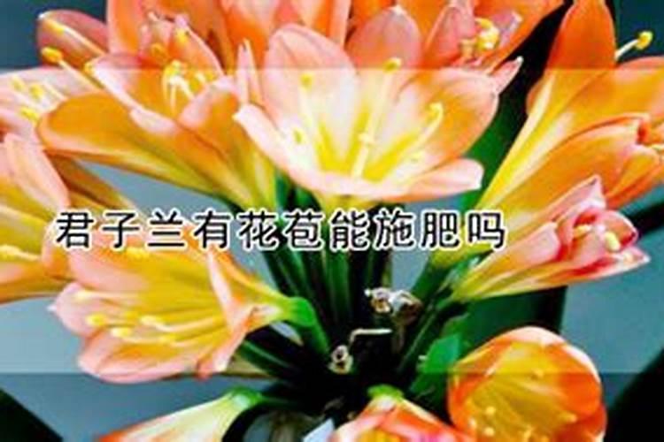 栀子花花苞时浇什么肥料(栀子花施什么肥才能长出花蕾)