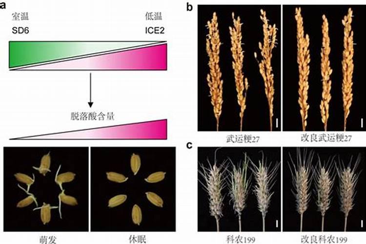 什么时候施肥最好 什么时候给花施肥最好