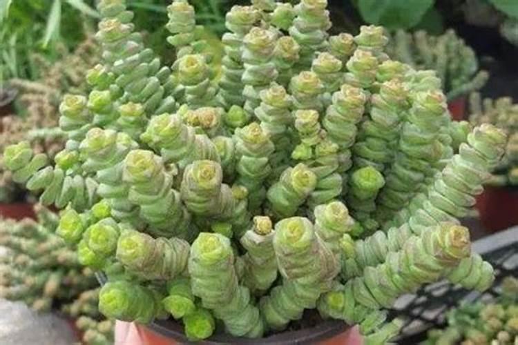 黄豆喜欢什么肥料