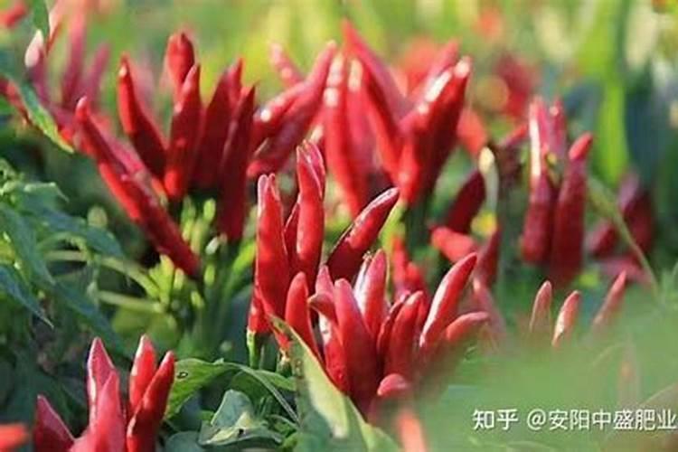 水溶肥的正确使用方法