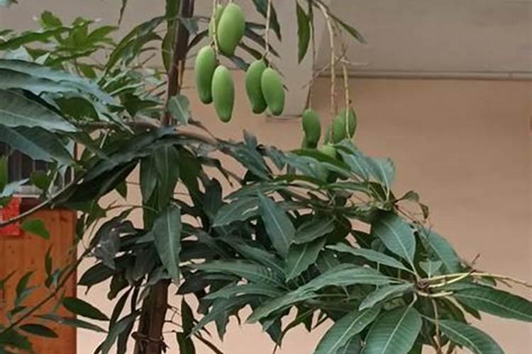 水养富贵竹应该如何施肥
