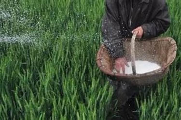 怎么给植物施肥