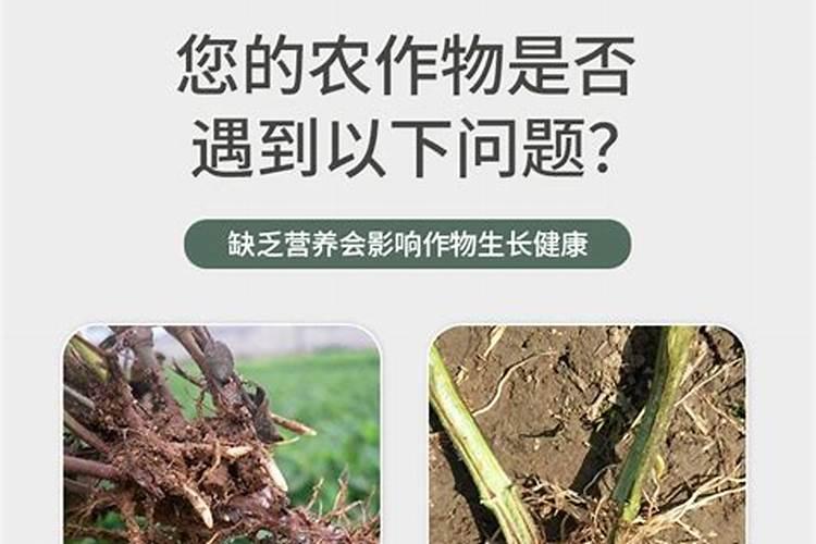 土豆的生长过程