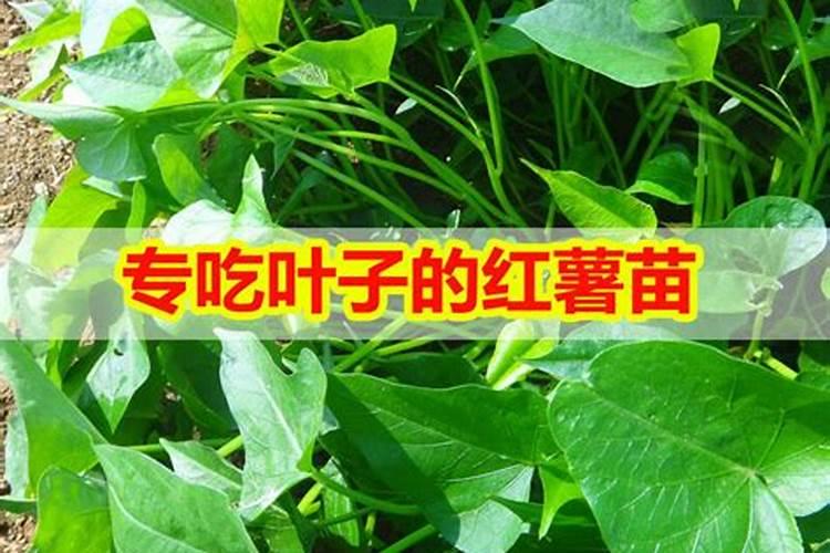 中量元素水溶肥的作用与功效 中量元素水溶肥什么时候用合适