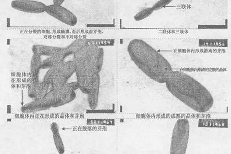 苏云金杆菌混配的农药