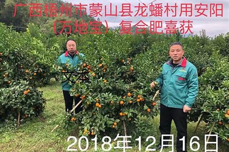 柑橘树用什么肥料最佳