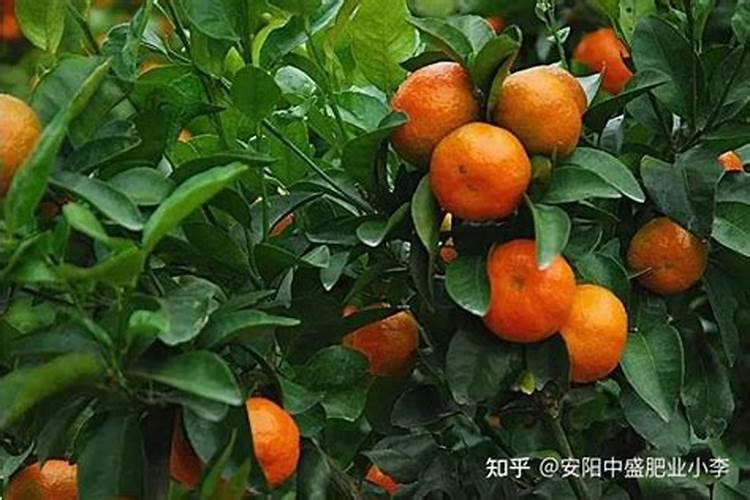 种柑橘施什么肥