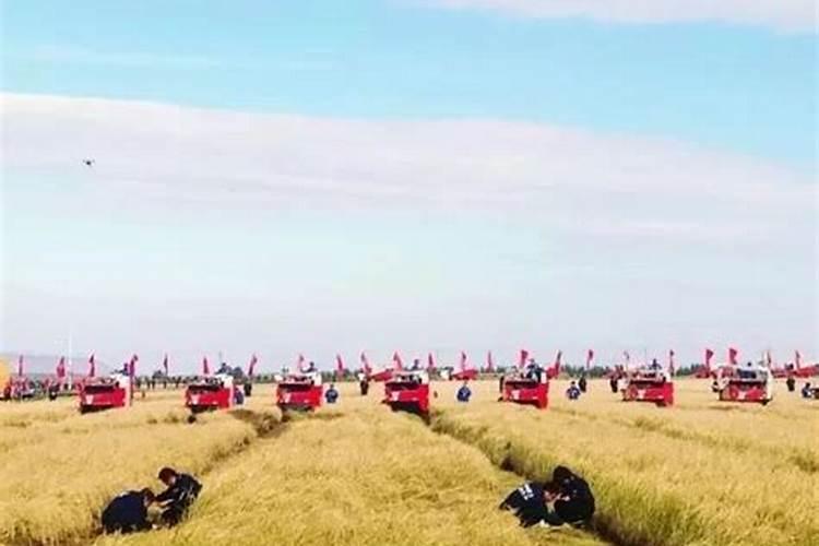 河南七州城林农业科技有限公司种蒜肥料多少钱一袋